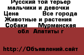 Русский той-терьер мальчики и девочки › Цена ­ 8 000 - Все города Животные и растения » Собаки   . Мурманская обл.,Апатиты г.